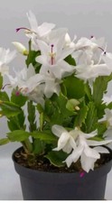 1 X White Christmas cactus. SCHLUMBERGERA. House Plants. Unrooted cutting.