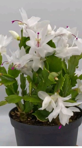 White christmas cactus - x,
