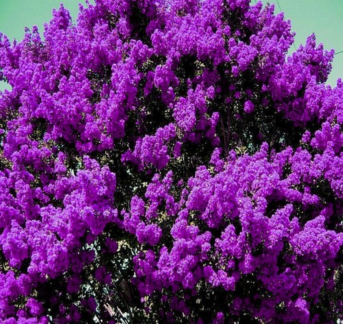 Live plants dark - plants, purple