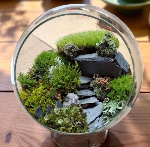 Large live moss - moss, assortment