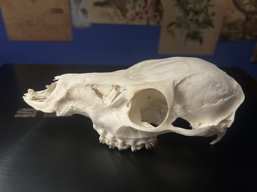 Malformed deer skull - malformed,