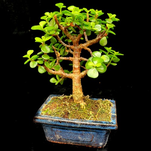 Portulacaria afra elephant - portulacaria,