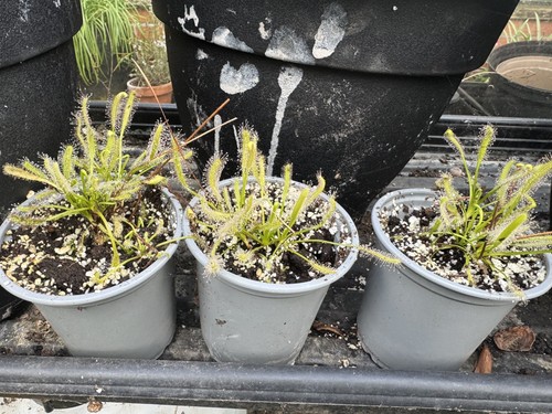 Drosera capensis cape sundew - capensis,