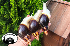 Lissachatina fulica Snails Achatschnecke šnek Snigel Lumaca Snegl Achatina