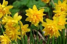 10x DAFFODIL DOUBLE Tete A