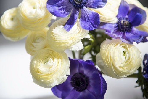 Ranunculus anemone mr - 30,