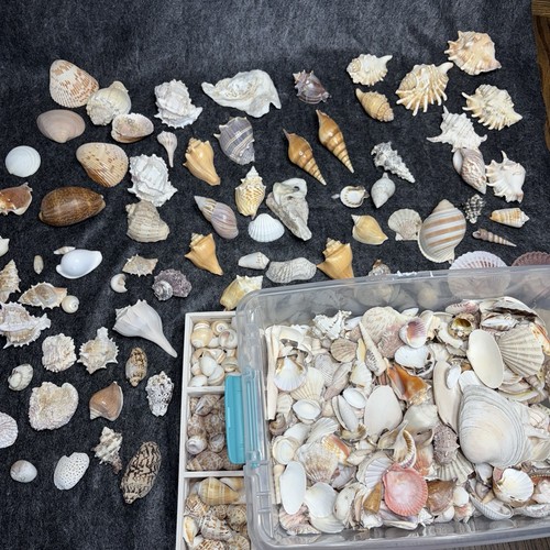 Lbs lot seashells spider - lbs, of