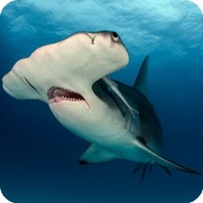 Hammerhead Shark Sea life