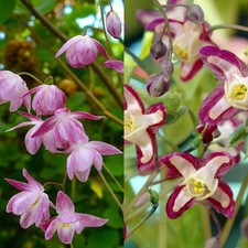 Epimedium Bare Roots - Hardy