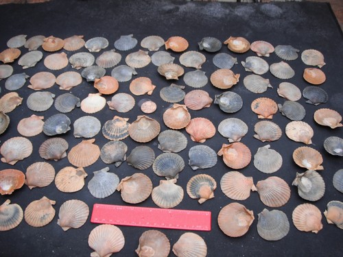 Job lot 100 medium - lot, n.wales