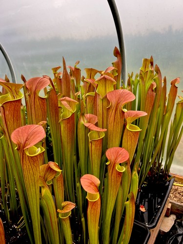 Sarracenia flava giant - sarracenia,