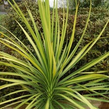 Cordyline mixed varietys 2L  pot perennial plant
