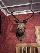 LARGE TAXIDERMY STAG / Deers- Head Vintage Decor Cool Ornament Pub Bar