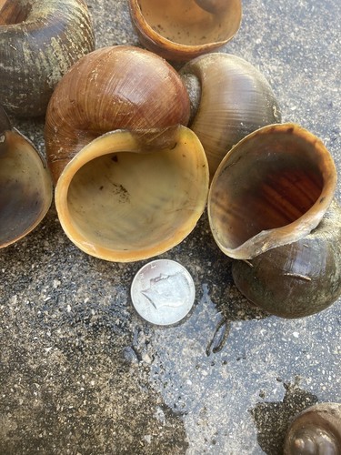 Apple snail shells perfect - 50, shells!