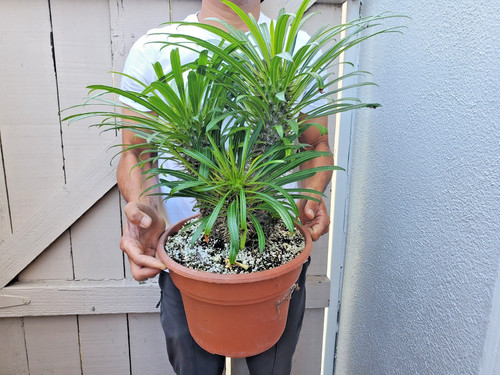 Madagascar palm plant - madagascar,