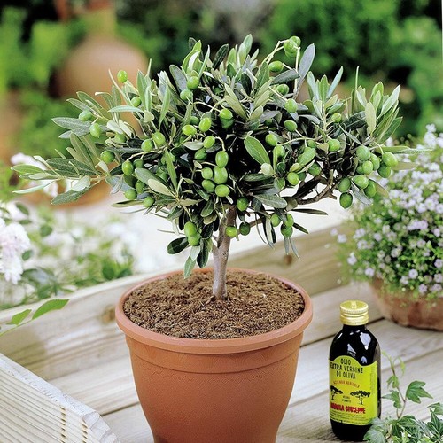 Olea europea common - x,