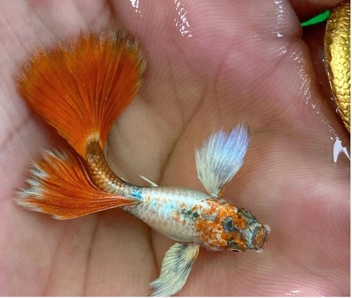 Trio live aquarium guppy - 1,