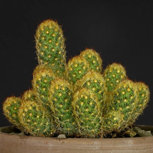 Mexican gold lace cactus - mexican,