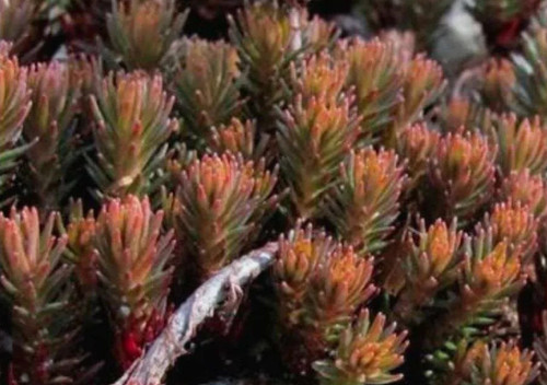 Sedum chocolate balls alpine - balls,
