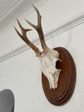 Pointy Antlers of a  Roe Deer 529 Real Taxidermy mounted interior design horns