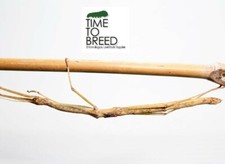 Phaenopharos khaoyaiensis eggs x40 - Phasmatodea - stick insect