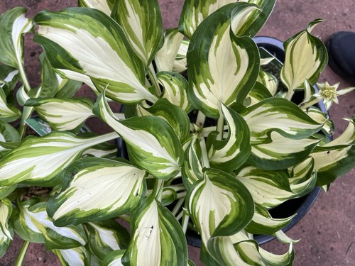 Hosta kiwi spearmint - -,