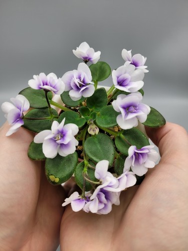 Miniature african violet - african,