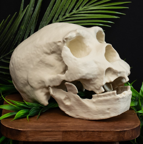 Homo heidelbergensis skull - heidelbergensis,
