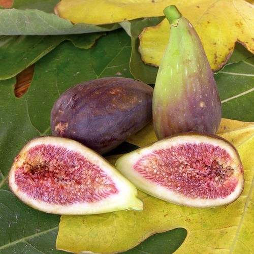 Fig plant potted brown - (potted,