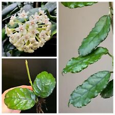 Hoya villosa. Glossy Firm Leaves. Fragrant Flowers. 1X Rooted Plant. 