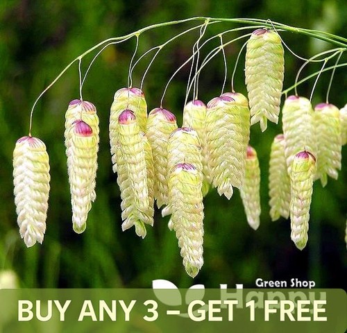 Greater quaking grass 500 - greater,