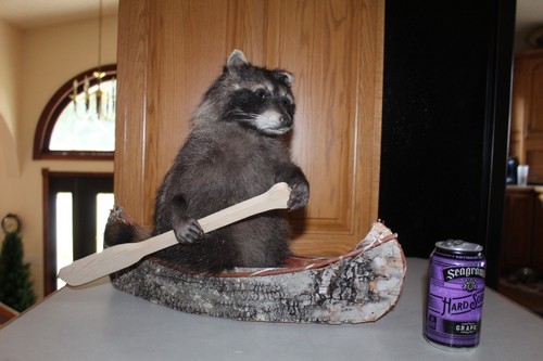 New taxidermy raccoon canoe - taxidermy,