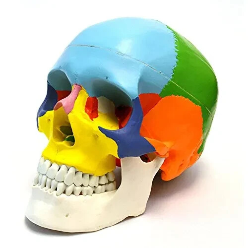 Anatomical human skull model - skull,