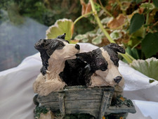 Border Collie Dog Puppies in