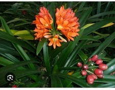 Clivia Miniata. Orange Flowers.House Plant - 9cm Pot. Raised from seeds. Italy.