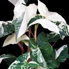 Syngonium Albo Variegated