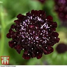 Thompson & Morgan Scabious Ace of Spades Garden Seed Flowering Hardy Annual