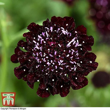 Thompson morgan scabious ace - thompson,
