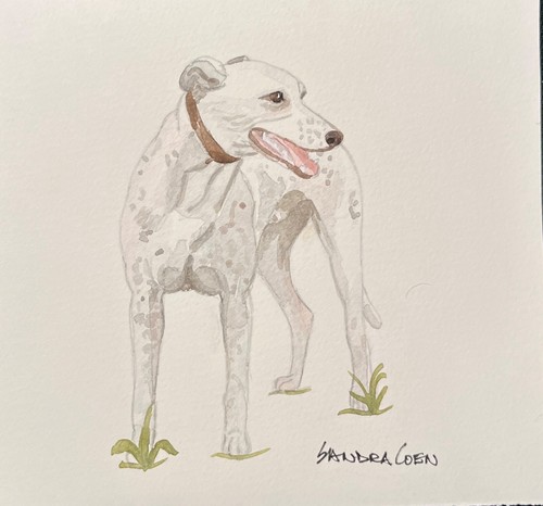 Whippet original watercolor - ,