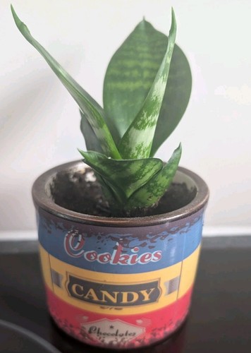Sansevieria hahnii pot - sansevieria,
