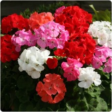 Geranium F1 Horizon mixed