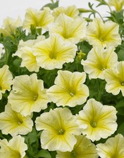6 Trailing Petunia Surfinia