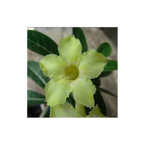Yellow soon germinated - x, soon"germinated