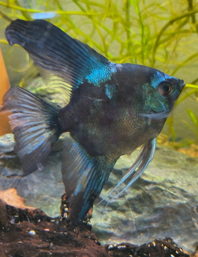 Black blushing blue green - blushing,