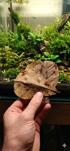 Small nano indian - nano, almond