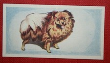 POMERANIAN  Vintage 1950's Coloured Mini Card  FE28