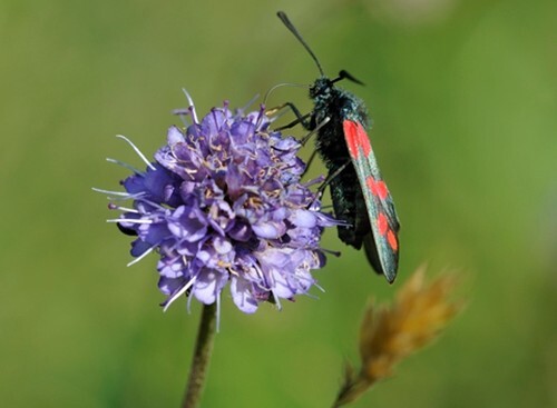 Succisa pratensis devil - succisa, (devil's
