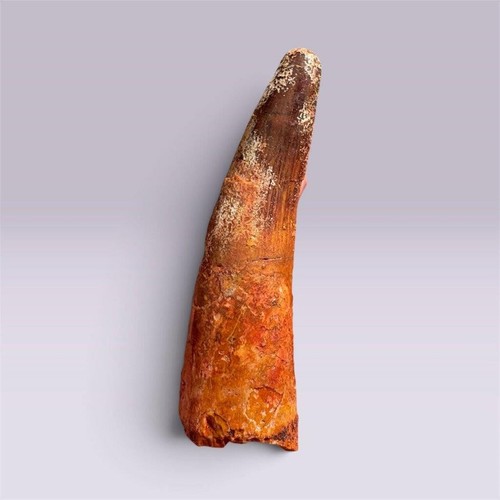 Spinosaurus tooth fossil - spinosaurus,