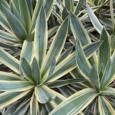 Yucca gloriosa variegata - yucca,