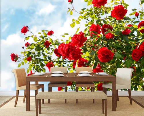 Red rose flower r1623 - red,